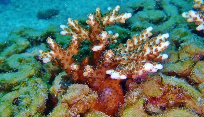  archireef想要通过三维打印来拯救我们的珊瑚礁