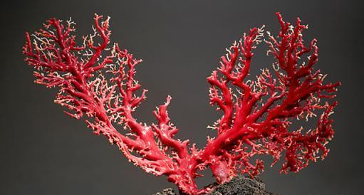 3D打印的“仿生珊瑚”模仿珊瑚礁的光合作用能力 