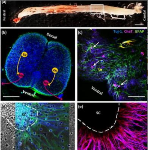 完整的新生大鼠脊髓的器官型培养
