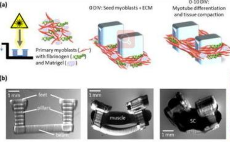 美研究者用3D打印的小鼠肌肉构造生物机器人，有望用于假肢制造