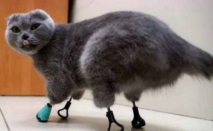 蓝猫不幸失去四条腿，却靠3D打印重获“新肢”