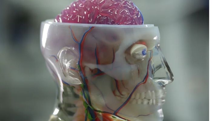 为医疗专业人员提供准确的 3D 打印解剖模型