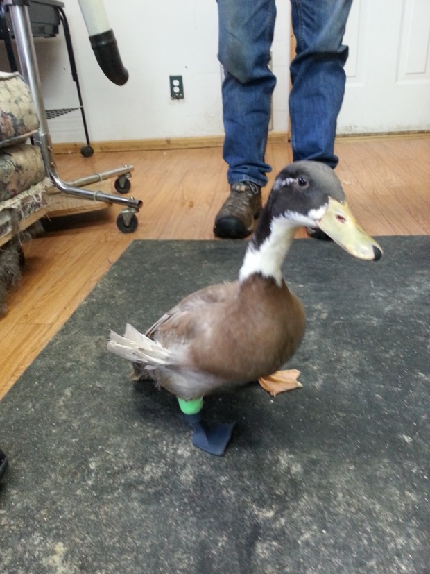 3D 打印假肢和矫形器如何帮助动物的例子