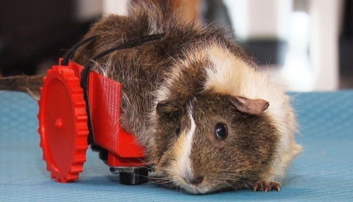 3D 打印假肢和矫形器如何帮助动物的例子