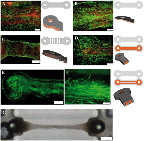 新颖的生物3D打印技术为退行性疾病带来希望