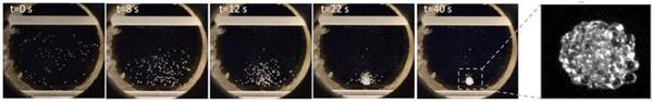 俄罗斯科学家在微重力下用磁铁3D打印生物组织