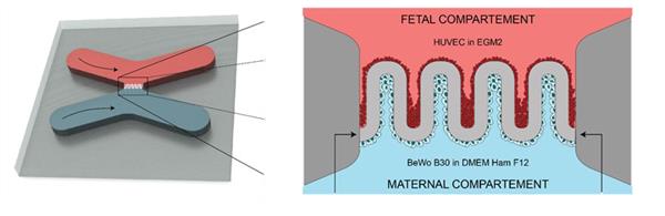 科学家3D打印芯片胎盘，研究从母亲到孩子的营养转运