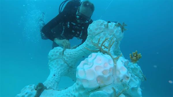 世界上最大的人工3D打印珊瑚礁安装在马尔代夫夏日岛