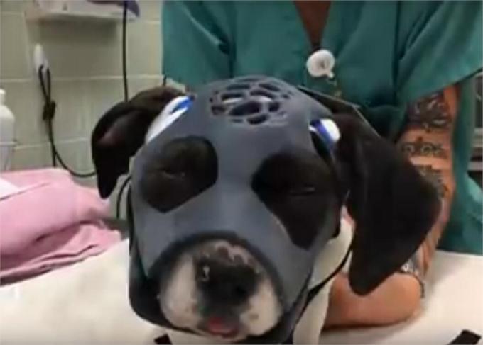 3D打印在小狗身上找到了骨折医护新方法 另外还在这七个领域可堪大用
