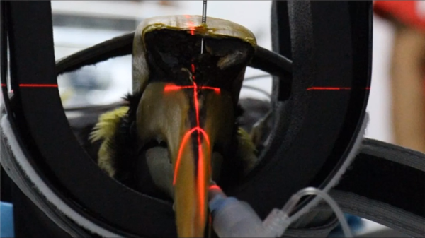 大犀鸟在癌症后得到3D打印的假肢