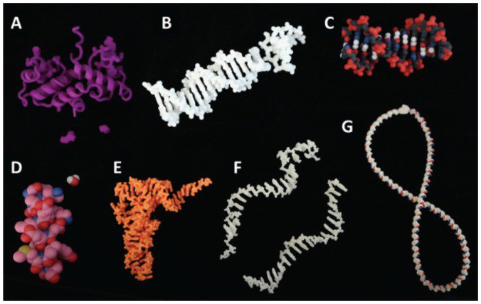 3D打印与教学：模型帮助学生更好地理解DNA行为