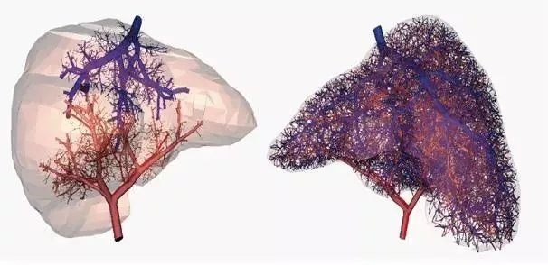 3D打印器官能否跨越技术与法规障碍，解决移植器官短缺问题？