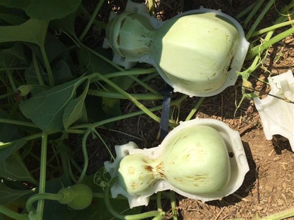 可生物降解3D打印杯子HyO-Cups有望替代星巴克纤维杯