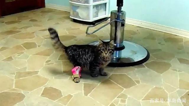 加拿大天生残疾猫咪装上3D打印假肢实现首次奔跑！