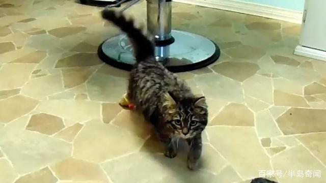 加拿大天生残疾猫咪装上3D打印假肢实现首次奔跑！