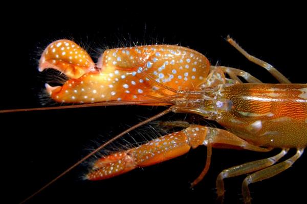 研究人员受虾的启发3D打印机器人爪来产生水下等离子体