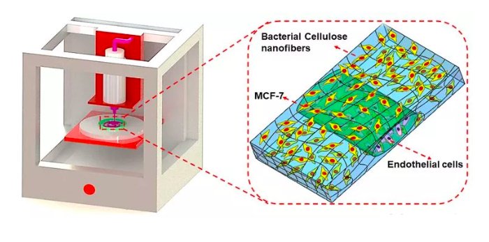 哈佛医学院利用3D打印制造出低成本纸基血管化组织模型