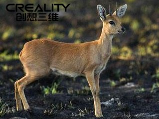 3D打印技术为什么可以保护野生动物吗？_创想三维
