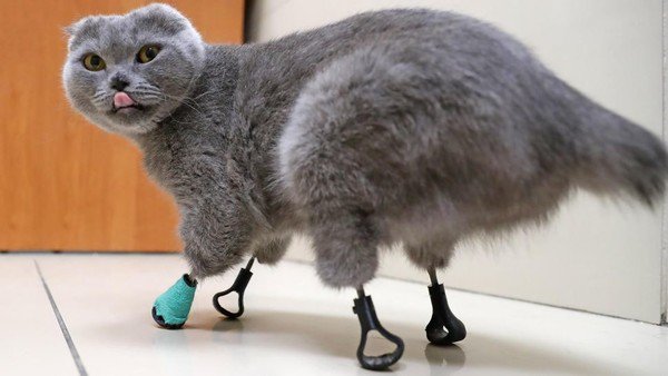 俄罗斯猫咪因冻伤失去4只爪子 兽医用3D打印为其复原