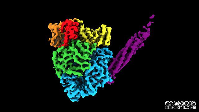 研究绘制出副粘病毒3D原子结构，或助力抗病毒药物开发